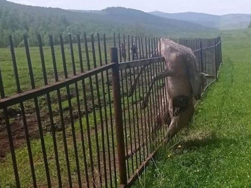 Стандарт бус хашаанд зэрлэг амьтад бэртэж, гэмтсээр байна